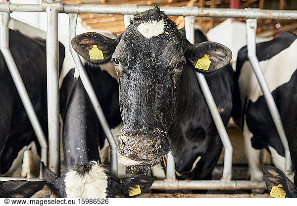 Close-up of black cow standing in pen at dairy farm