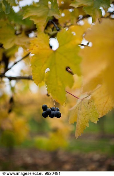 Close up of black grapes on autumn vine