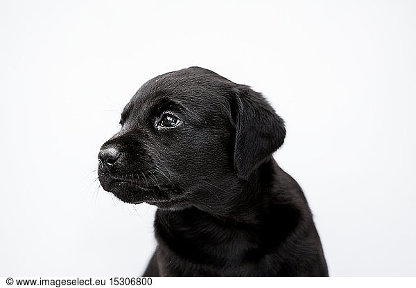 Close up of Black Labrador puppy on white background.