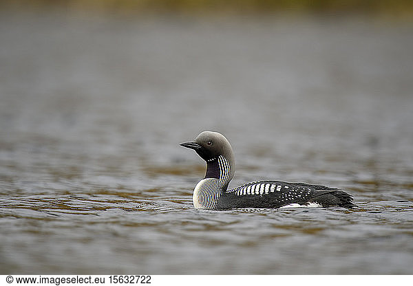 Close-up of black-throated loon swimming on lake