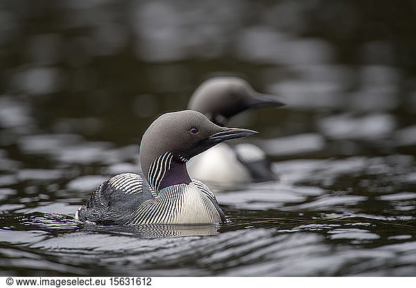 Close-up of black-throated loons swimming on lake