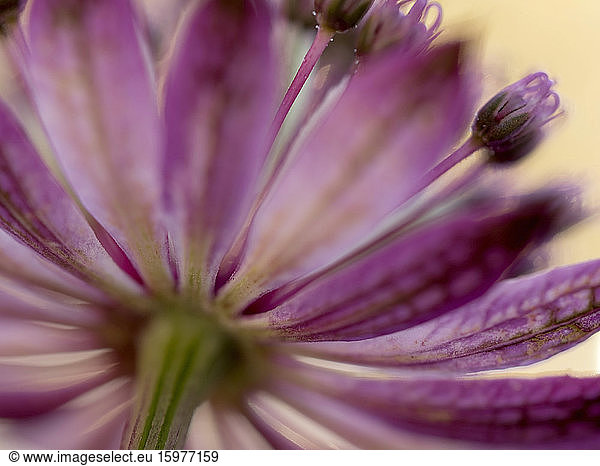 Close-up of blooming great masterwort (Astrantia major)