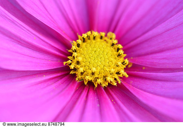 Close-up of Blossom of Garden Cosmos (Cosmos bipinnatus) in Garden  Bavaria  Germany