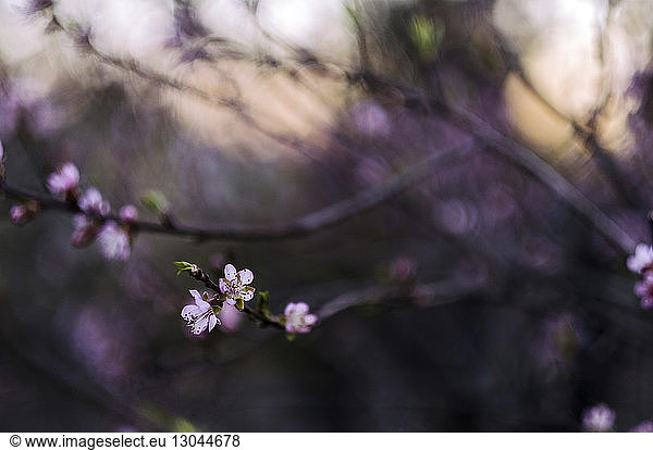 Close-up of blossoms blooming on branches