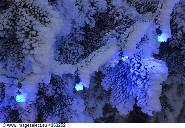 Close up of blue Christmas lights on a snowcovered tree branch outdoors