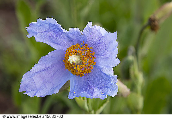 Close-up of Blue Tibetan poppy blooming outdoors