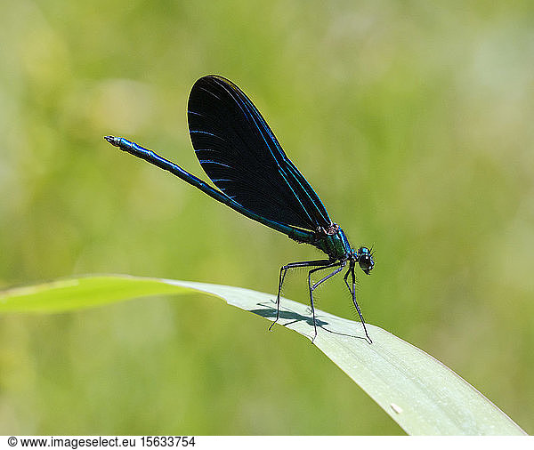 Close-up of blue-winged demoiselle on leaf  Bavaria  Germany