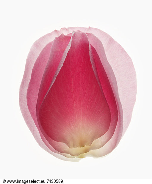 Close up of blurred  pink flower petal
