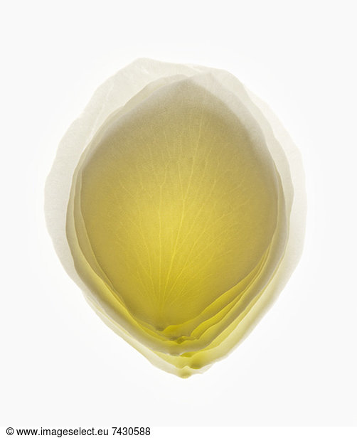 Close up of blurred  yellow flower petal