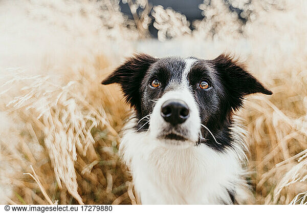 Close-up of border collie dog among leaves