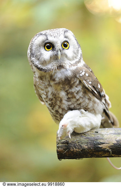 Close-up of Boreal Owl (Aegolius funereus) with Prey in Autumn  Bavarian Forest National Park  Bavaria  Germany