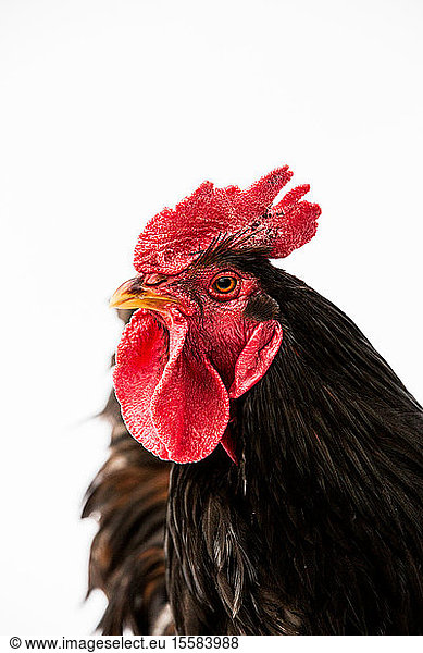 Close up of brown cockerel on white background.