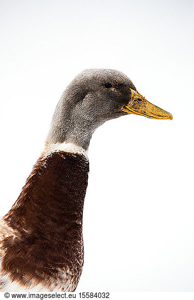 Close up of brown duck with grey head on white background.