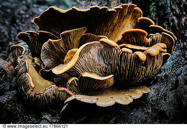 Close Up of Brown Wild Mushrooms Growing in Forest after Rain