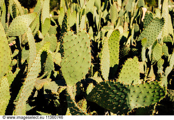 Close up of cacti  Malibu Canyon  California  USA