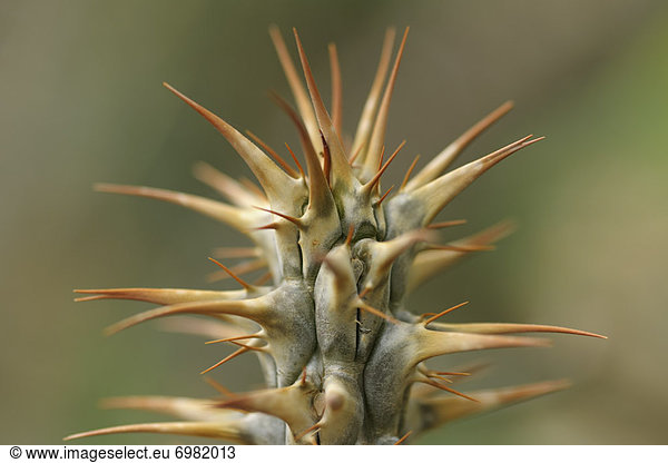 Close-up of Cactus