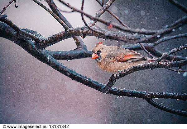 Close-up of cardinal perching on branch during snowfall
