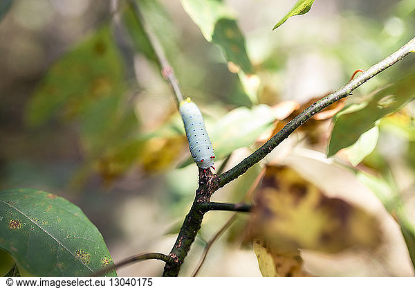 Close-up of caterpillar on plant stem
