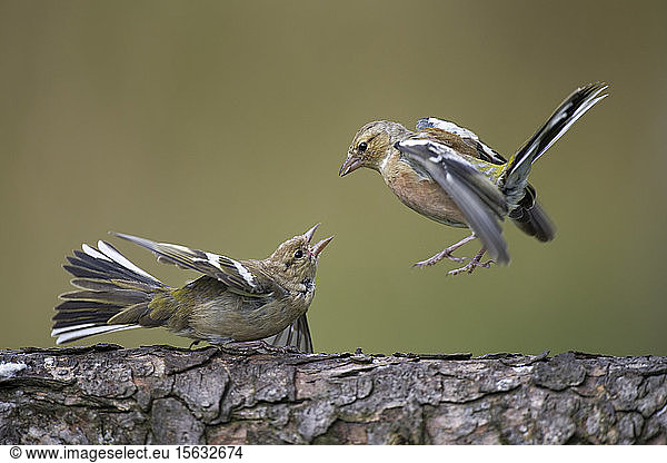 Close-up of chaffinches on tree trunk