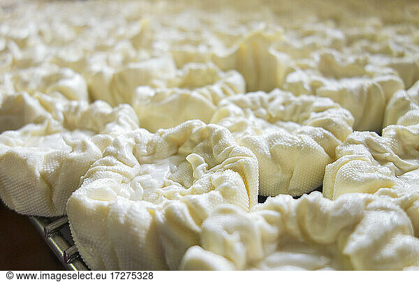 Close-up of cheese in dairy