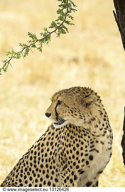 Close-up of cheetah at Serengeti National Park