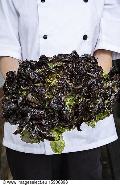Close up of chef holding a bunch of green and purple lettuce.