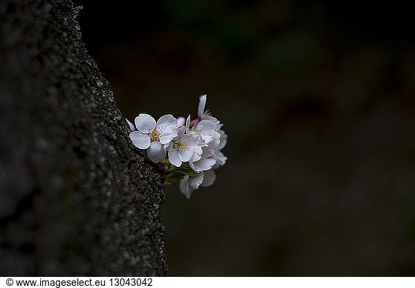 Close-up of cherry blossoms growing on tree trunk