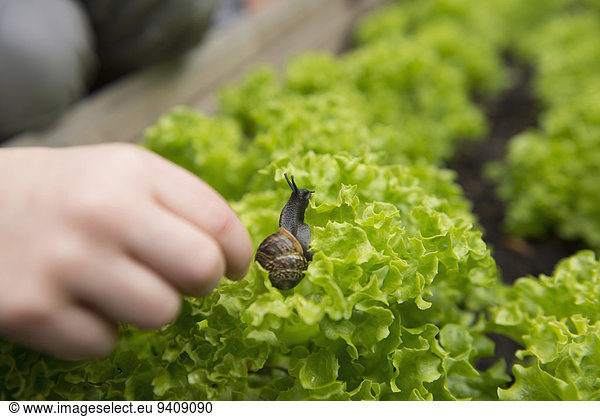 Close up of childs hand picking snail from lettuce