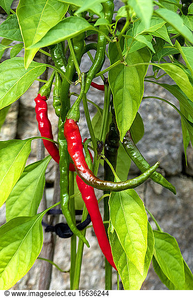 Close-up of chili pepper growing on plant