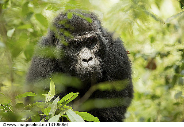 Close-up of chimpanzee looking down while standing in forest