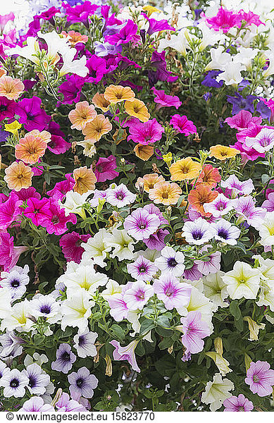 Close-up of colorful blooming petunia flowers
