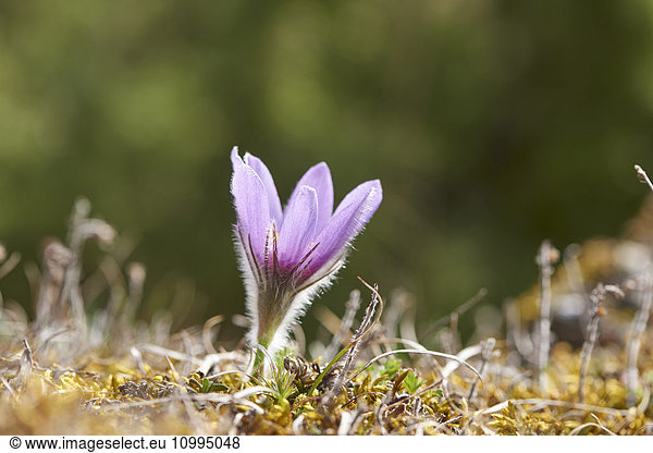 Close-up of Common Pasque Flower (Pulsatilla vulgaris) Blossom in Spring  Bavaria  Germany