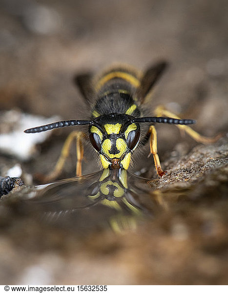 Close-up of common wasp on rock