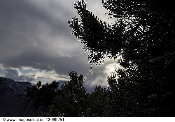 Close-up of coniferous tree against stormy clouds