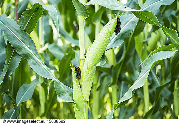 Close-up of corn growing in farm  Bavaria  Germany