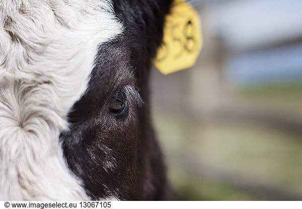Close-up of cow with livestock tag