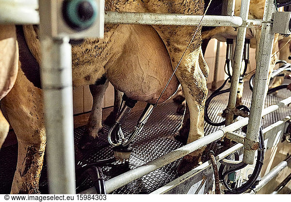 Close-up of cow with milking machine in dairy farm