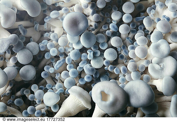 Close up of cultivated blue oyster mushrooms growing in fungi farm