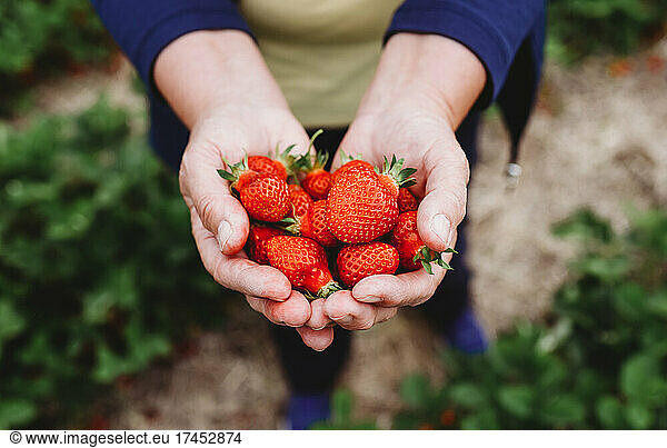 Close up of cupped hands holding strawberries in a strawberry field.