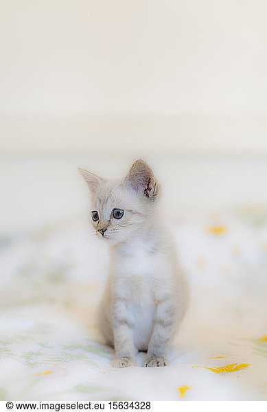 Close-up of cute kitten looking away while sitting on bed at home