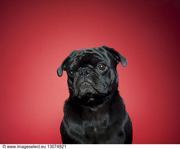 Close-up of cute pug against red background