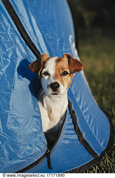 Close-up of cute puppy looking through tent