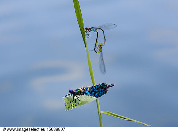 Close-up of damselflies on plant at Nature Reserve Isarauen Bavaria Germany