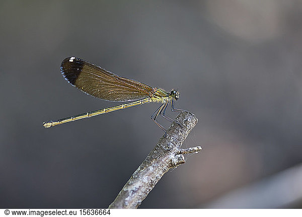 Close-up of damselfly on twig  Corsica  France