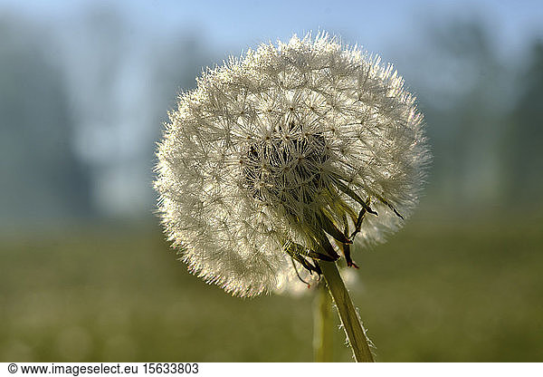 Close-up of dandelion seed during sunny day  Germany
