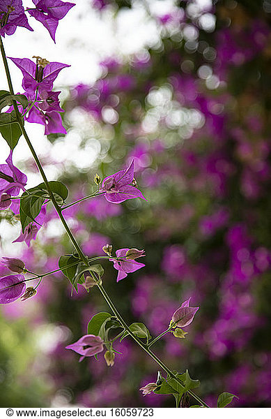 Close-up of delicate purple flowers blooming on a stem with blurred background; Ostuni  Puglia  Italy