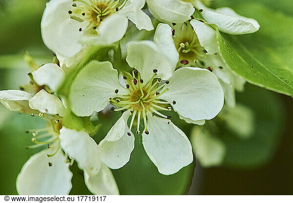 Close-up of delicate  white flower blossoms on a European pear or common pear (Pyrus communis) in full bloom in spring; Bavaria  Germany