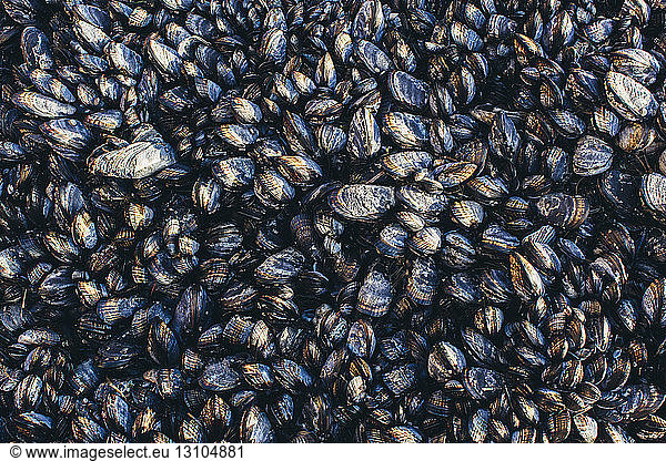 Close up of dense grouping of mussels  shellfish and marine life on the rocks
