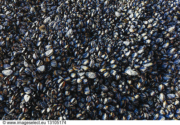 Close up of dense grouping of mussels  shellfish and marine life on the rocks