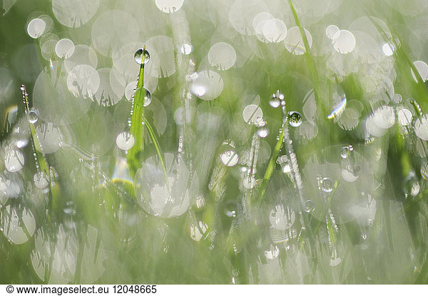 Close-up of dew on grass in Bavaria  Germany